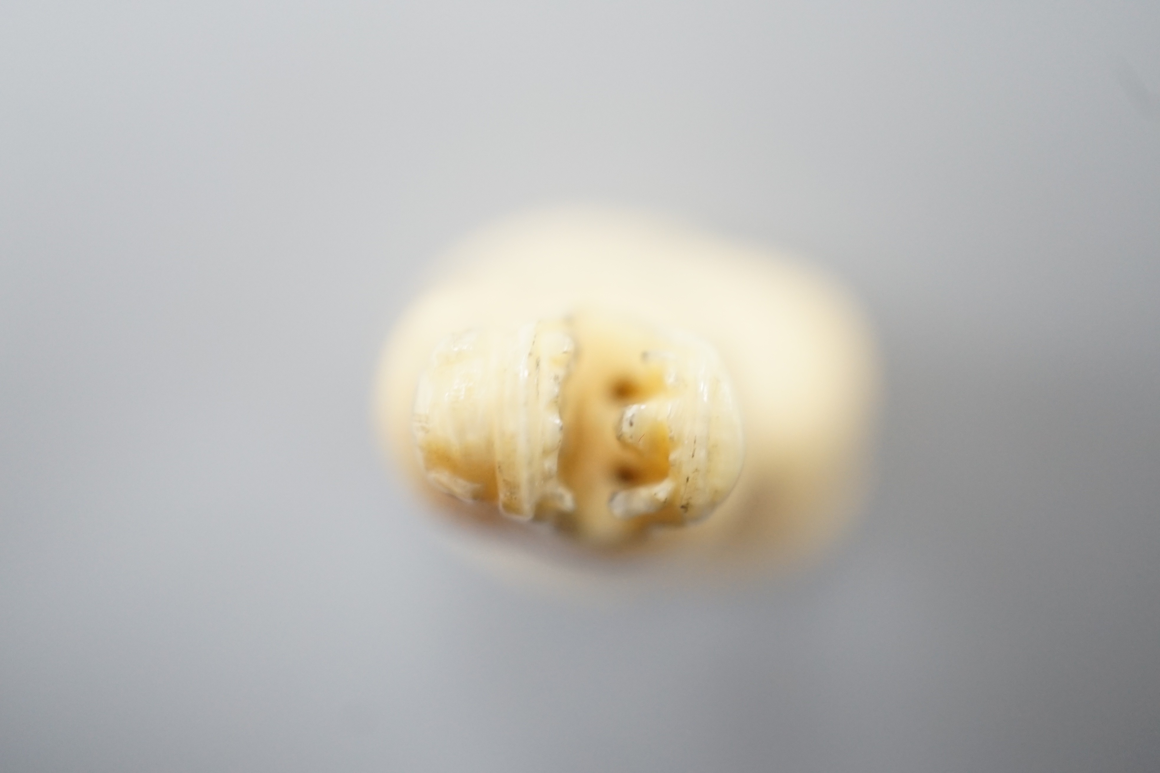 A Japanese ivory netsuke of a seated bellowing deer, 19th century, bears signature, 5.8cm